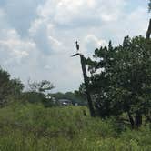 Review photo of Little Talbot Island State Park Campground by Shannon C., August 31, 2016