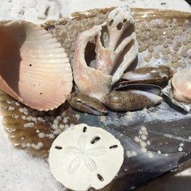 Outstanding shell hunting!! 