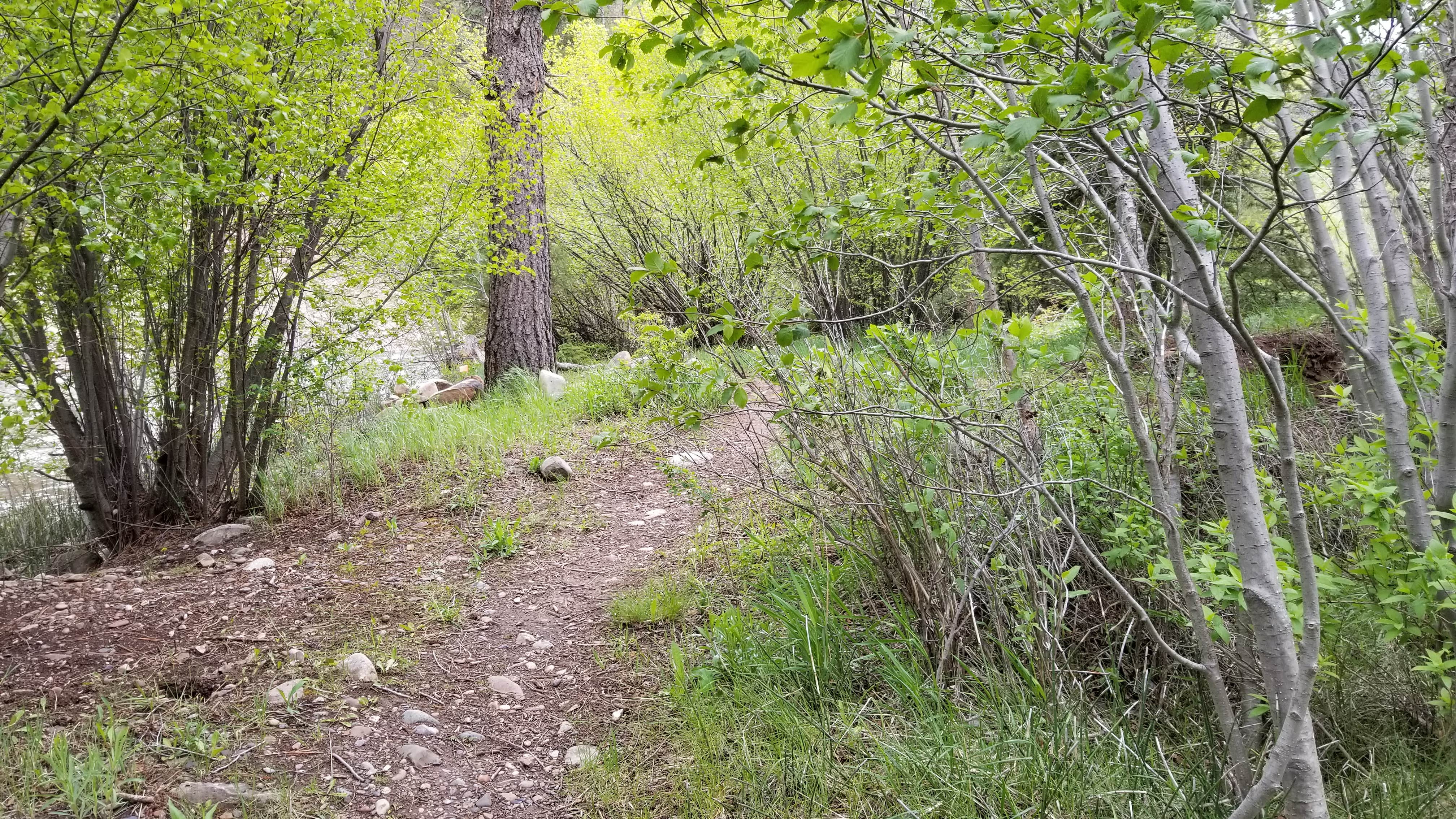 Camper submitted image from BLM Lower Beaver Campground - 3