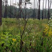 Review photo of Upper Hillsborough Tract by Jeanene A., May 30, 2019