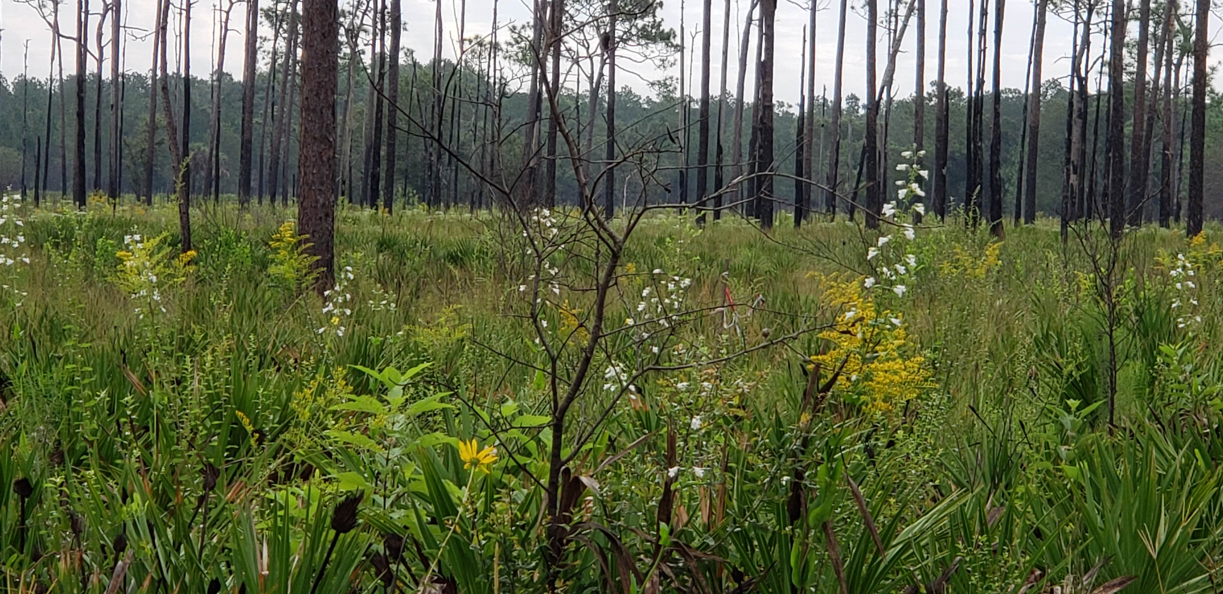 Camper submitted image from Upper Hillsborough Tract - 4