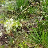 Review photo of Upper Hillsborough Tract by Jeanene A., May 30, 2019