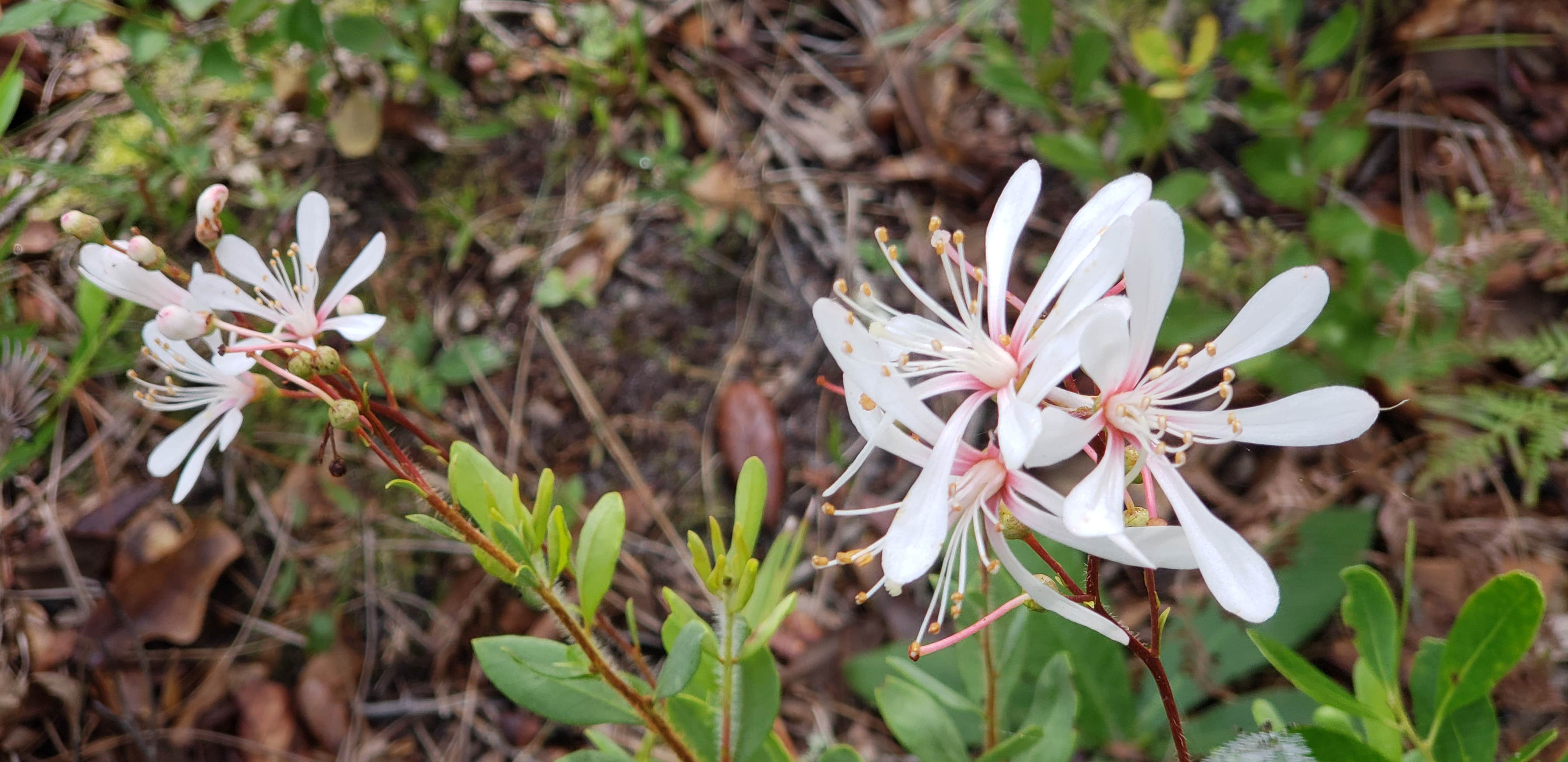Camper-submitted photo at Upper Hillsborough Tract near Zephyrhills, FL