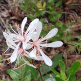 Review photo of Upper Hillsborough Tract by Jeanene A., May 30, 2019