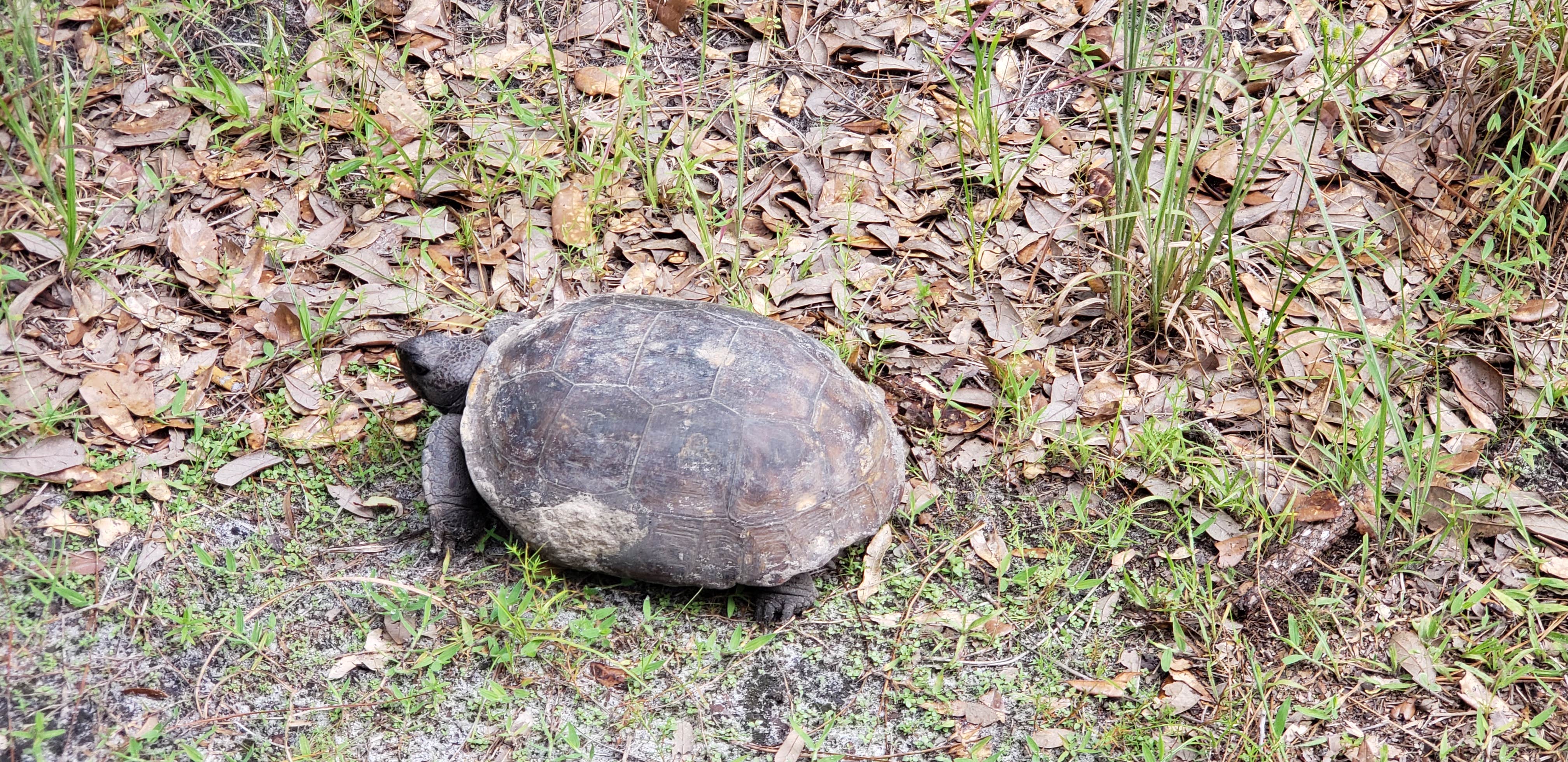 Camper submitted image from Upper Hillsborough Tract - 1