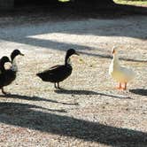 Review photo of Montauk State Park Campground by Joel R., May 30, 2019