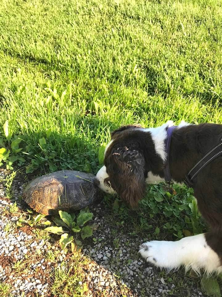 Joel R.'s photo of camping with pets at Montauk State Park Campground near Fort Leonard Wood, MO