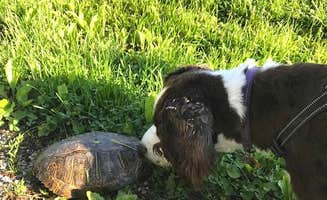 Joel R.'s photo of camping with pets at Montauk State Park Campground near Ozark National Scenic Riverways