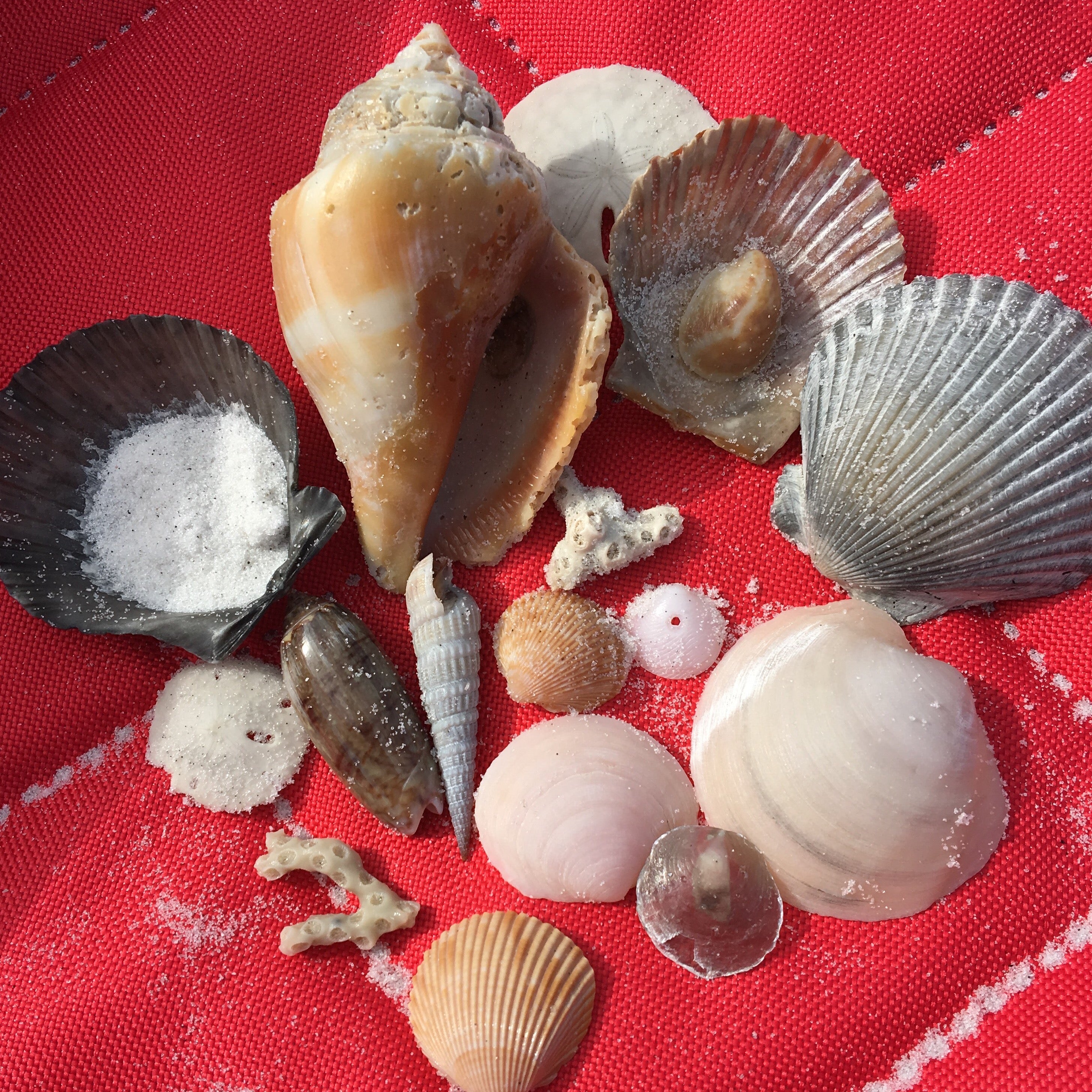 The area is wonderful for shell hunting! My girls had so much fun finding these beauties!