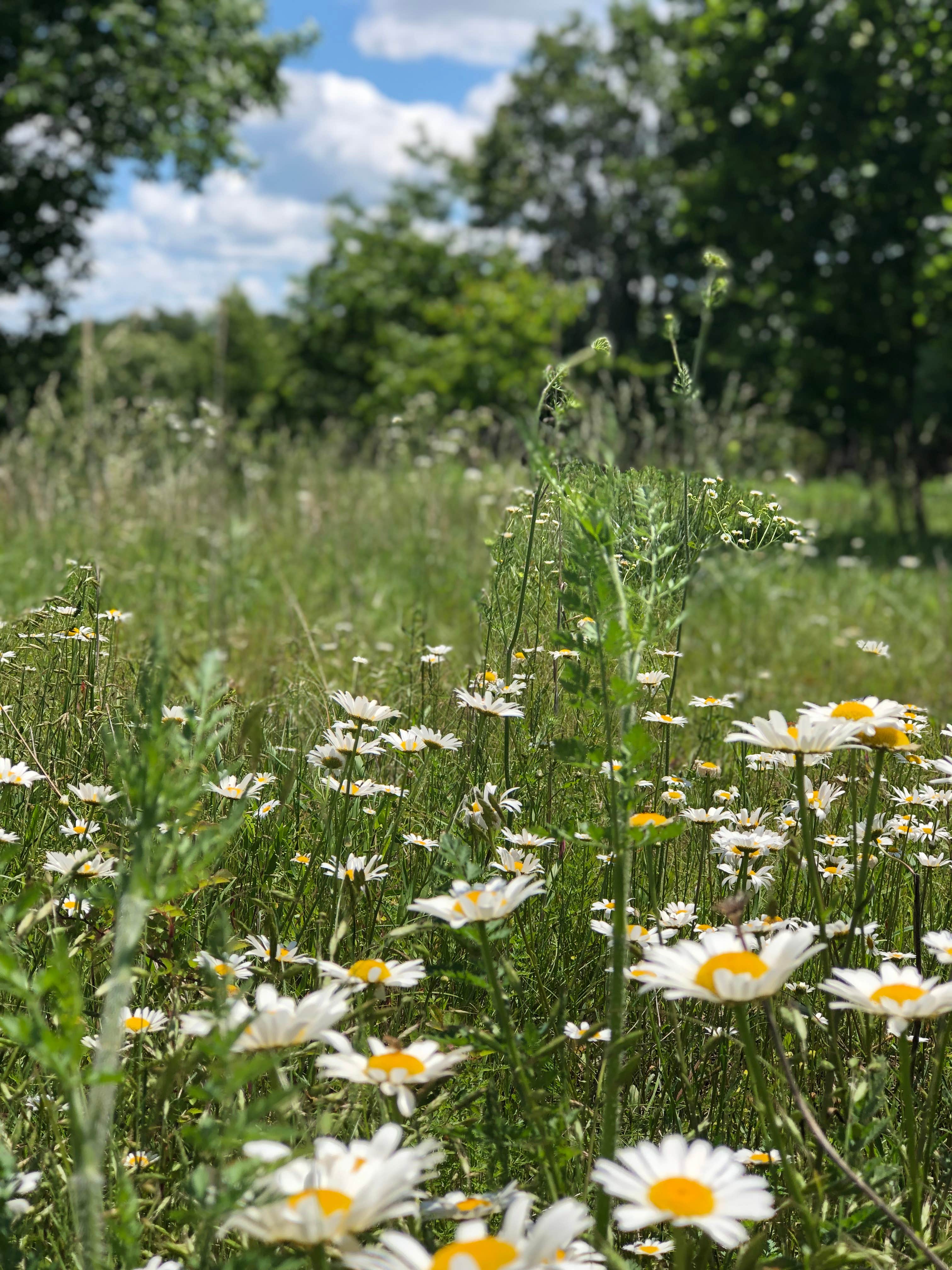 Camper-submitted photo at Scrivner Road Conservation Area near Lohman, MO