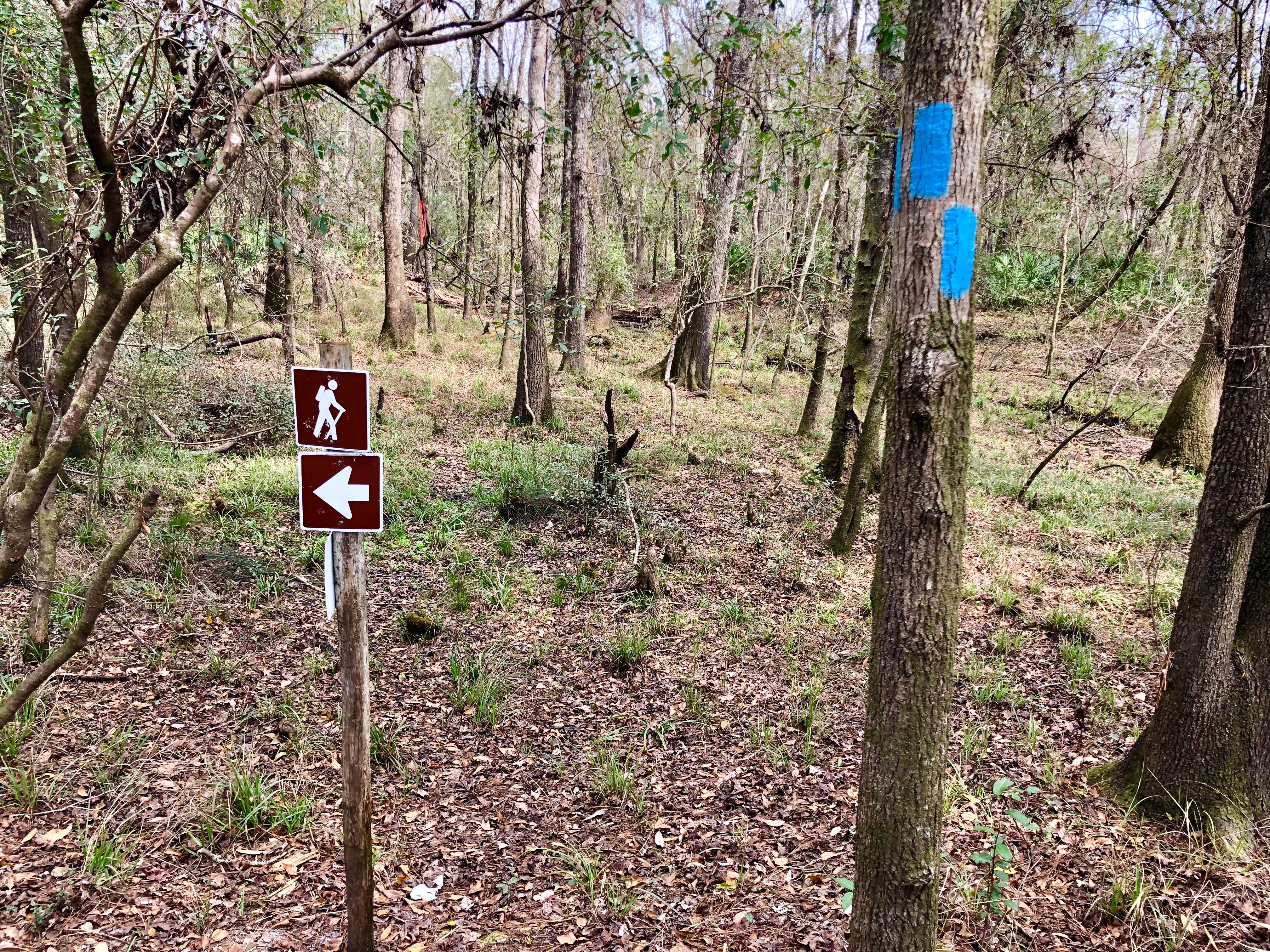 Camper submitted image from Jennings State Forest Hammock Campground - 2