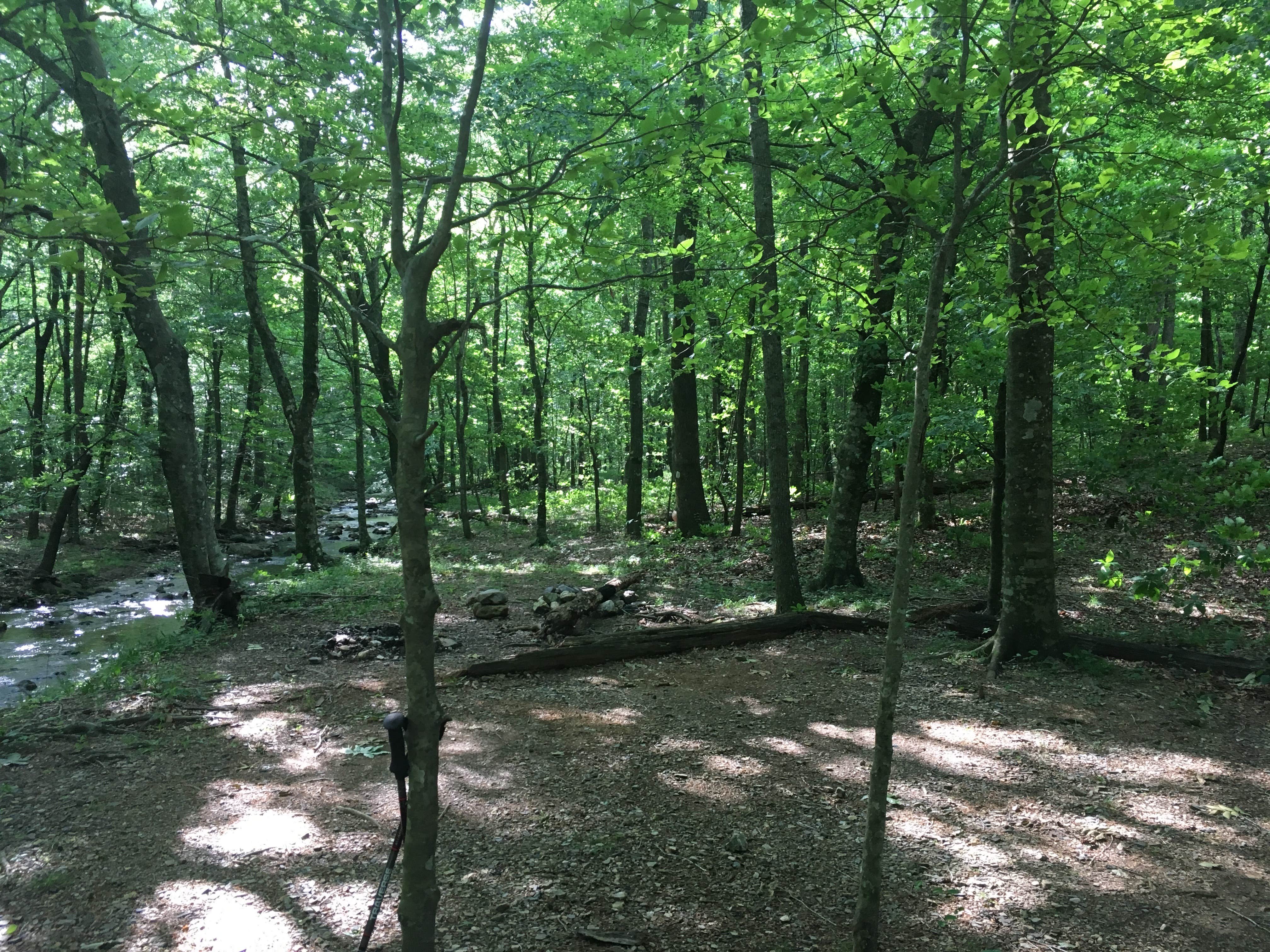 Camper submitted image from Viles Branch Creek Primitive Campsite on the Eagle Rock Loop - 2
