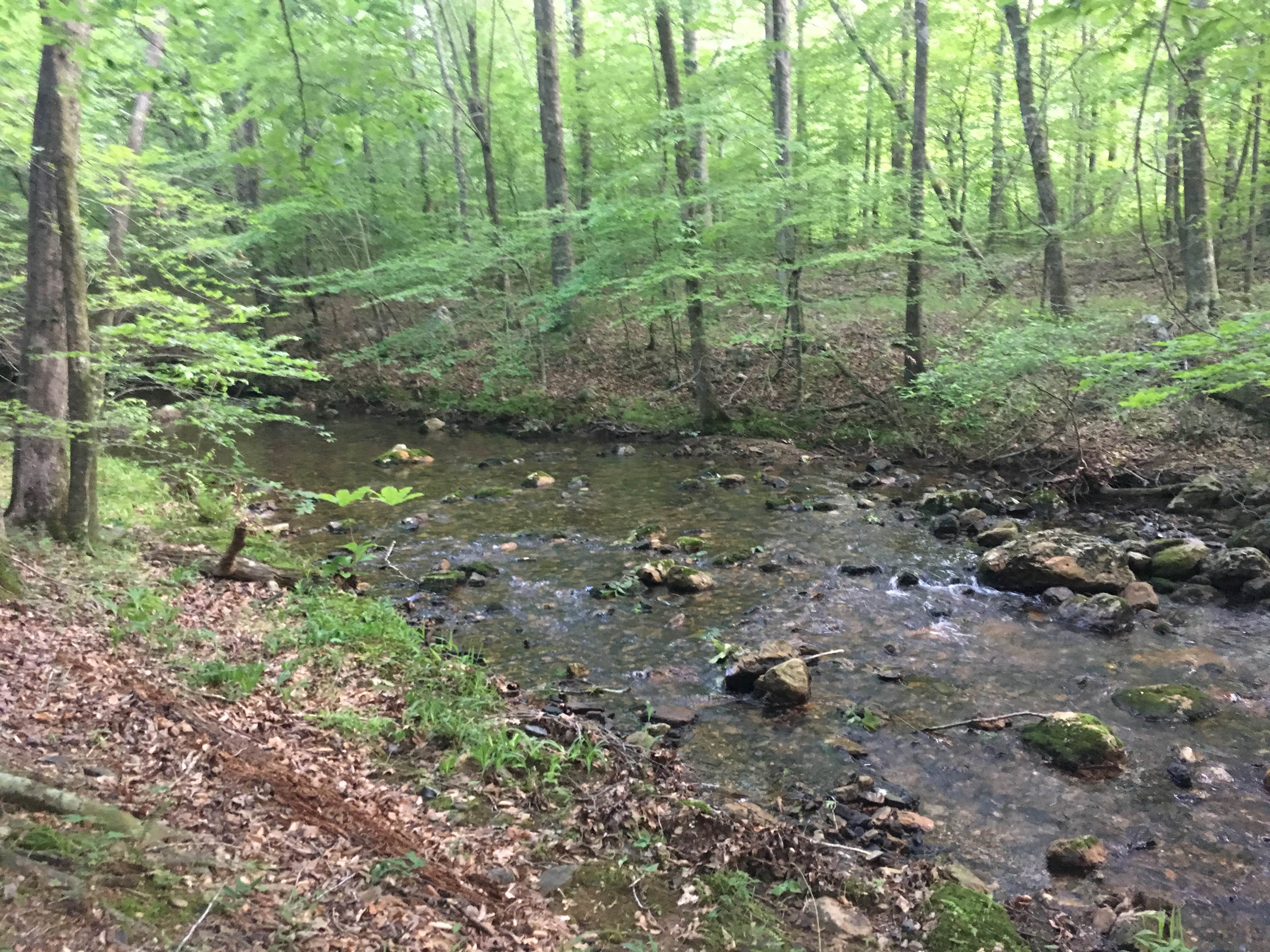 Camper-submitted photo at Viles Branch Creek Primitive Campsite on the Eagle Rock Loop near Vandervoort, AR