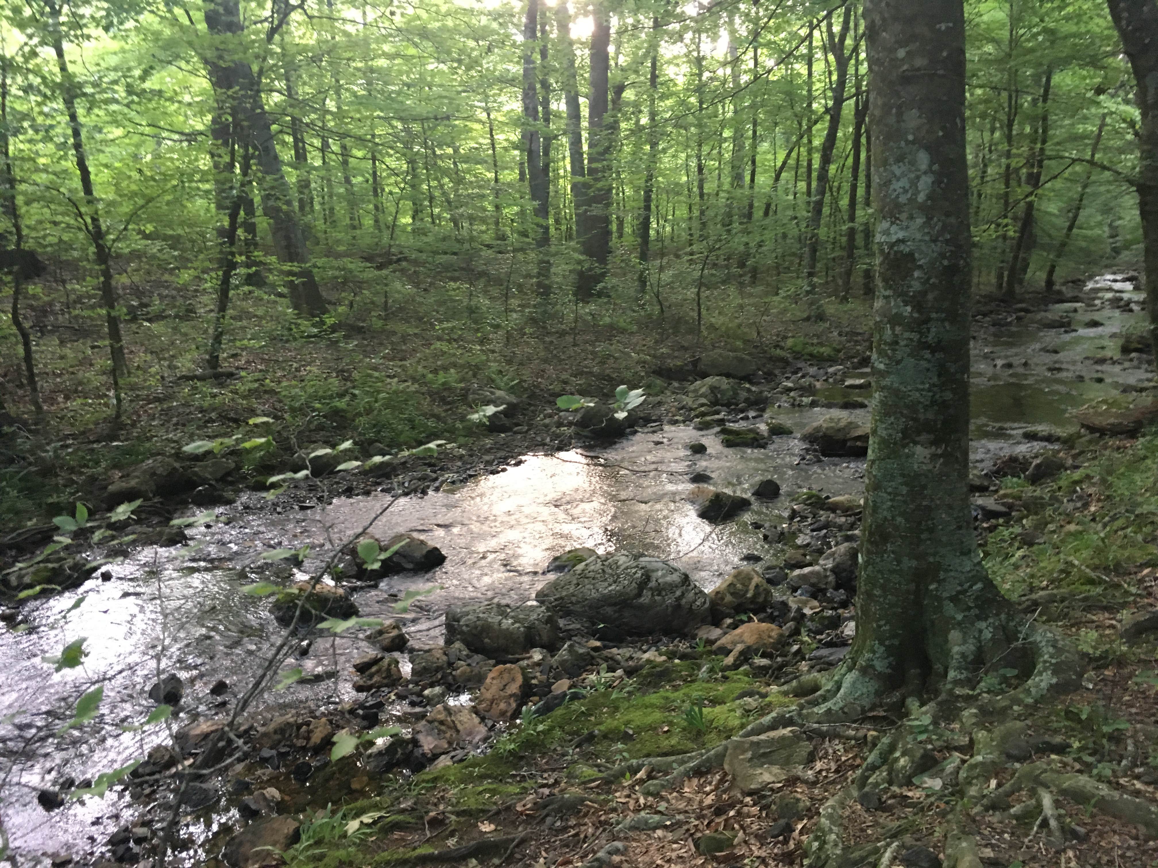 Camper-submitted photo at Viles Branch Creek Primitive Campsite on the Eagle Rock Loop near Vandervoort, AR