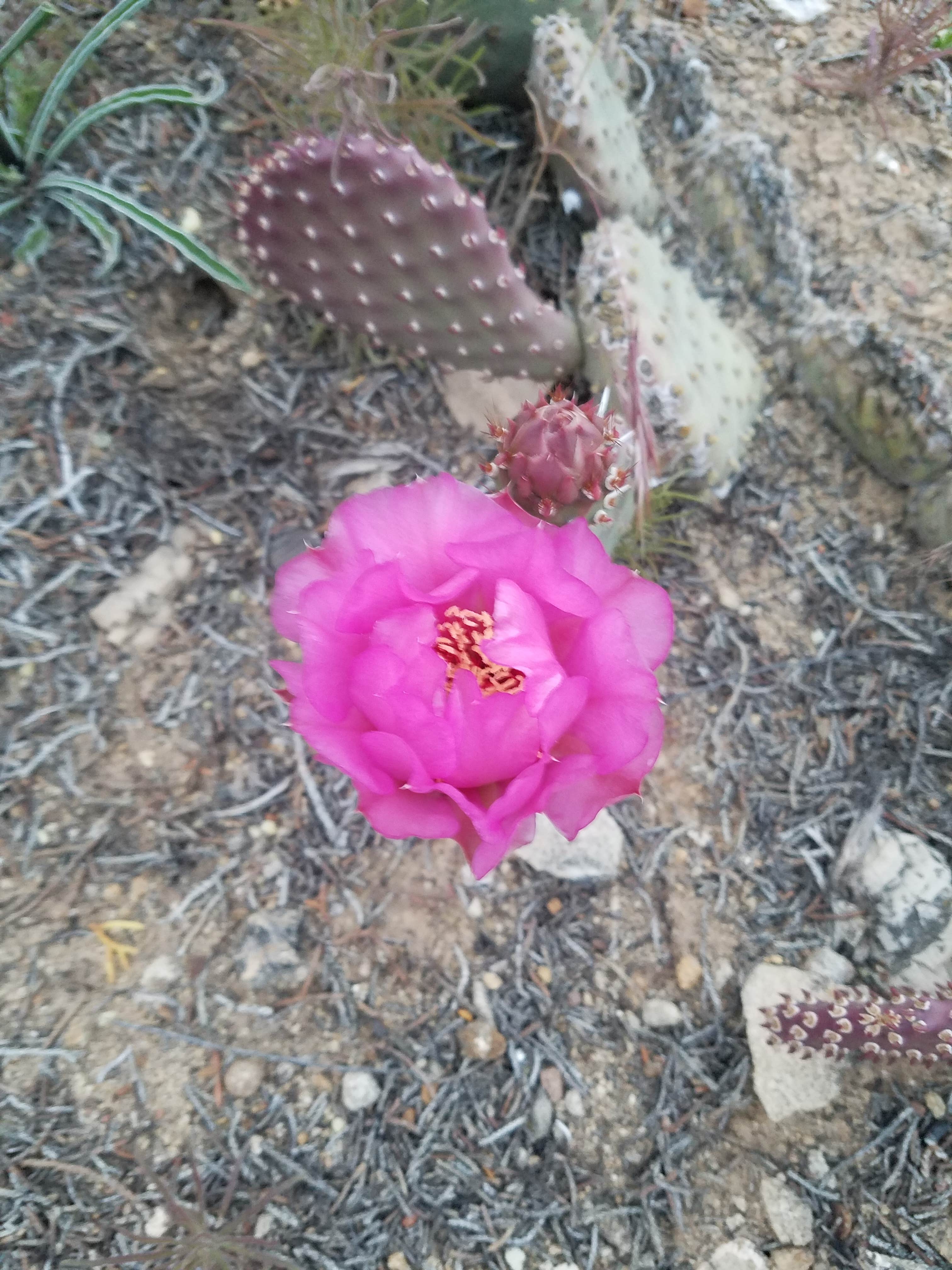 Camper-submitted photo at Dalton Wash Dispersed near Colorado City, AZ