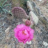 Review photo of Dalton Wash Dispersed by Alan B., May 30, 2019