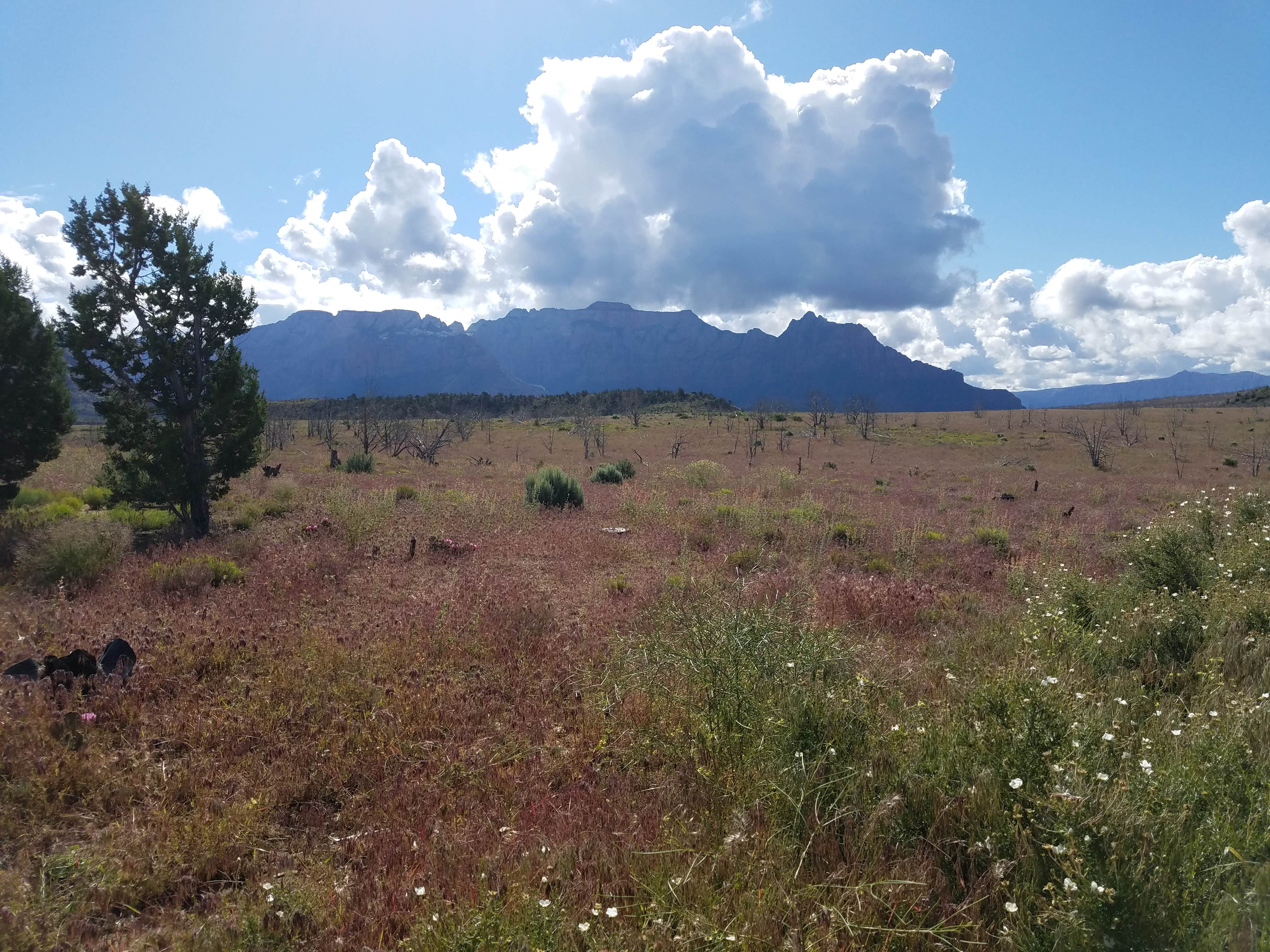Alan B.'s photo of a dispersed camping area at Dalton Wash Dispersed near Springdale, UT