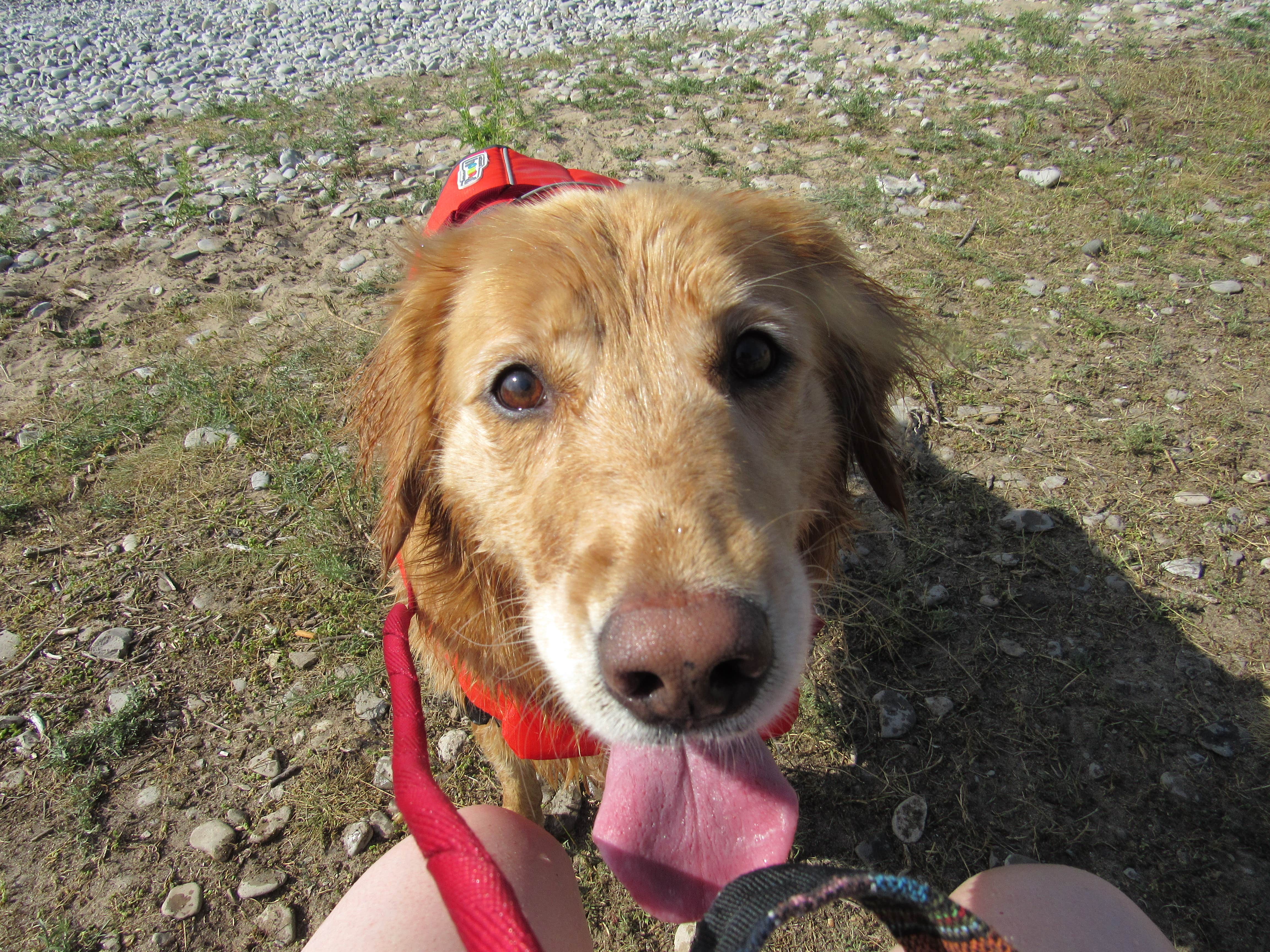 Jennifer G.'s photo of camping with pets at Magnus Park Campground near Harbor Springs, MI