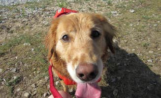 Jennifer G.'s photo of camping with pets at Magnus Park Campground near Ellsworth, MI