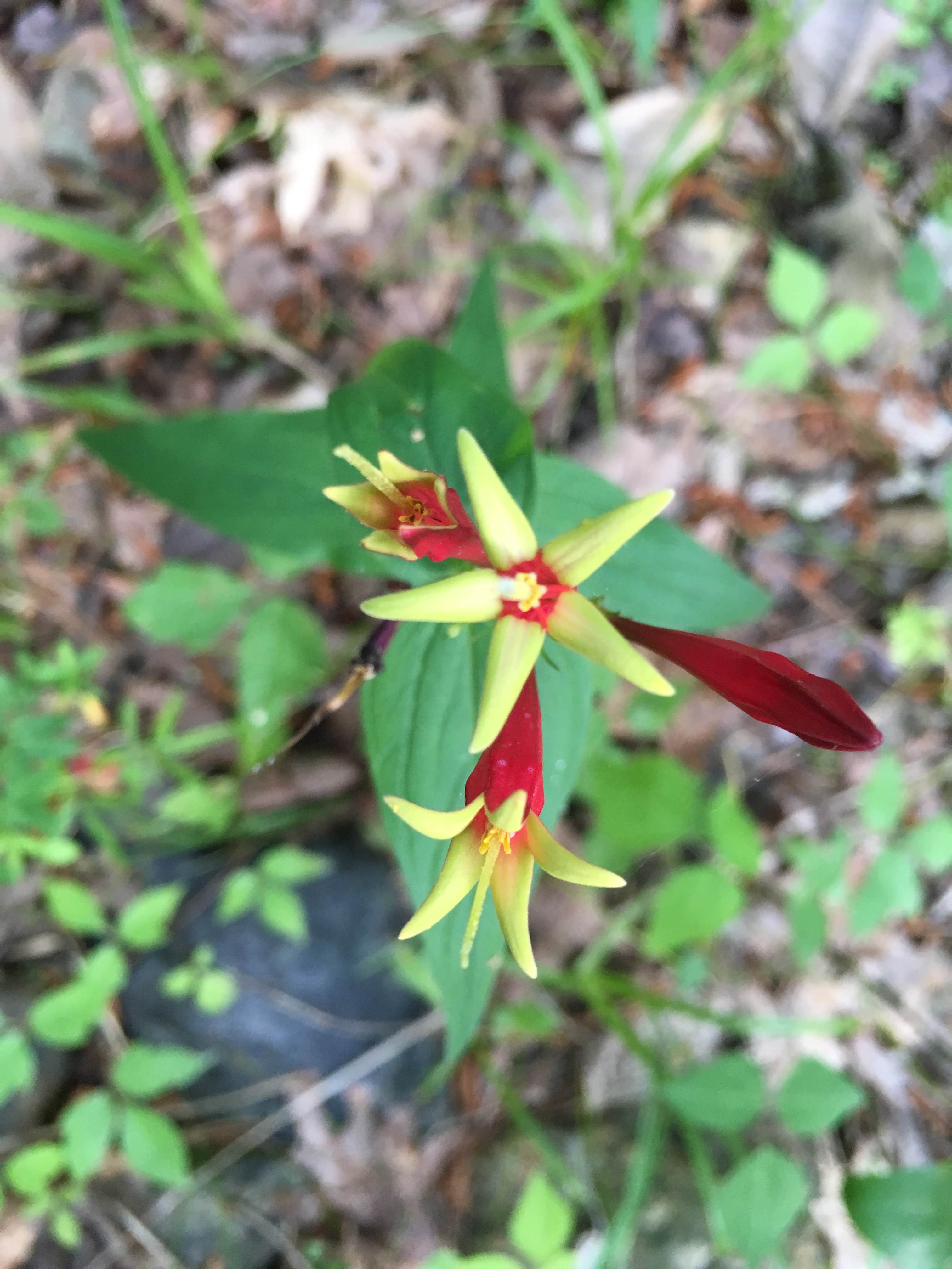 Camper-submitted photo at Straight Creek Campsite on the Eagle Rock Loop near Vandervoort, AR