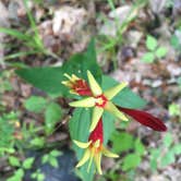 Review photo of Straight Creek Campsite on the Eagle Rock Loop by Troy W., May 30, 2019