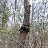 Review photo of Kings Mountain — Kings Mountain State Park by Bill S., May 31, 2019