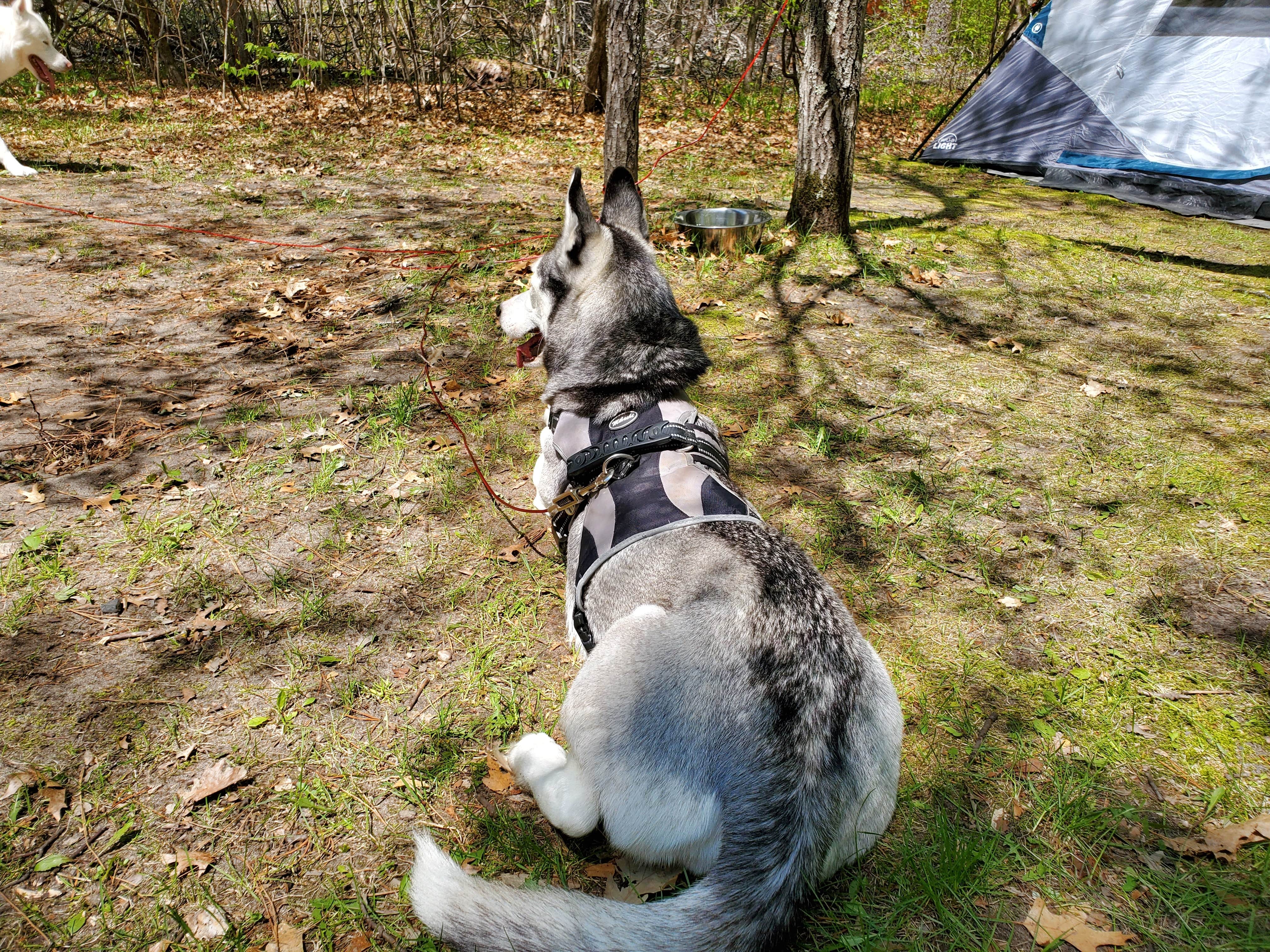Camper-submitted photo at Crow Wing State Park Campground near Mississippi River Headwaters - Cross Lake