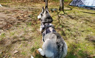 Anna E.'s photo of camping with pets at Crow Wing State Park Campground near Fort Ripley, MN