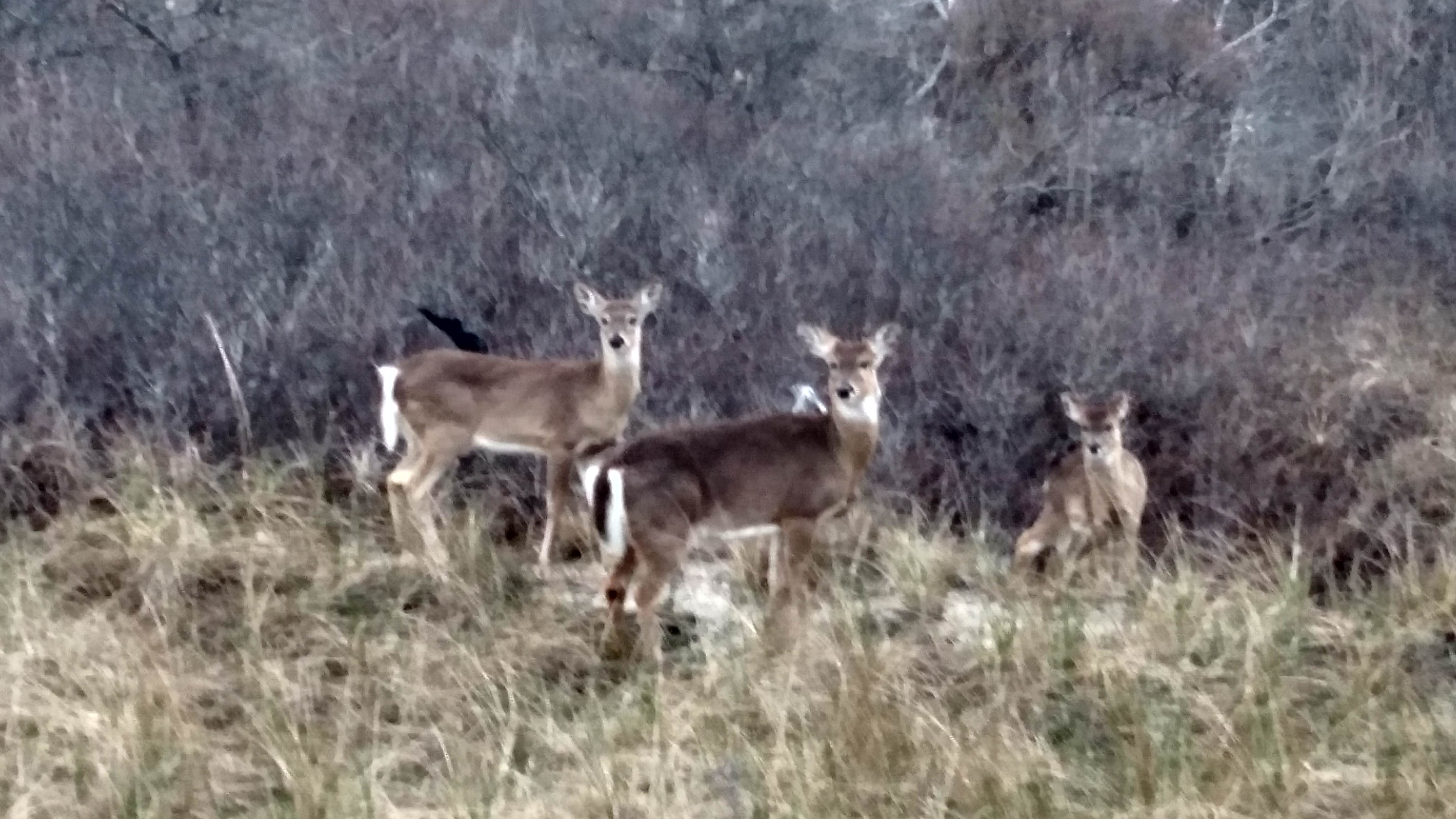 Animals