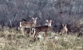 Anthony M.'s photo of camping with pets at Shinnecock East County Park near Orient, NY