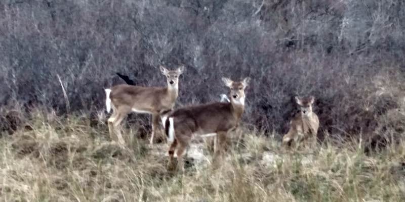 Camper submitted image from Shinnecock East County Park