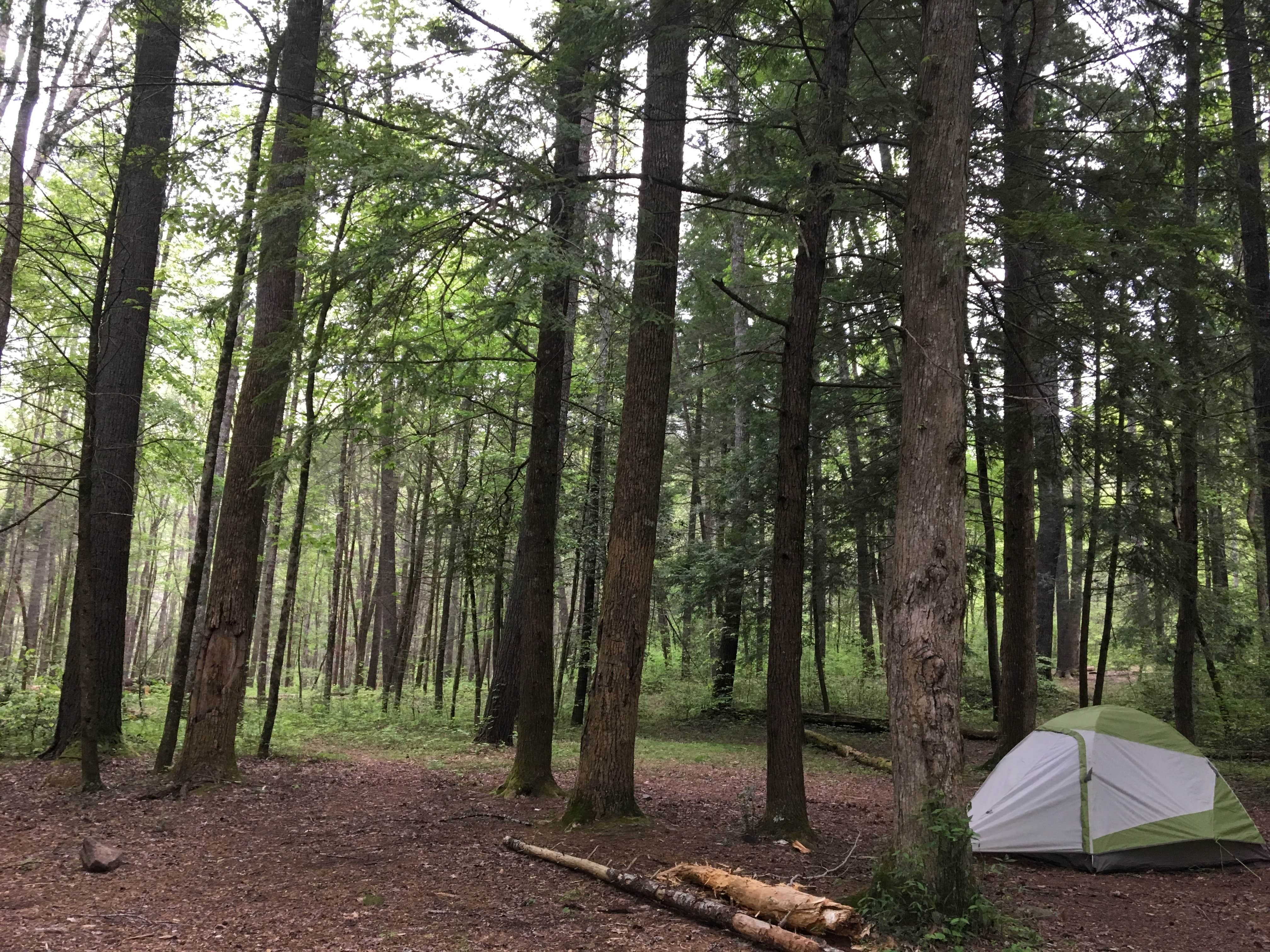 Monika L.'s photo of tent camping at 17 Little Bottoms near Clinton, TN