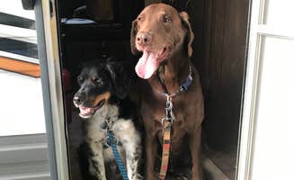 Andrea P.'s photo of camping with pets at Sun Outdoors Portland South near Beaverton, OR