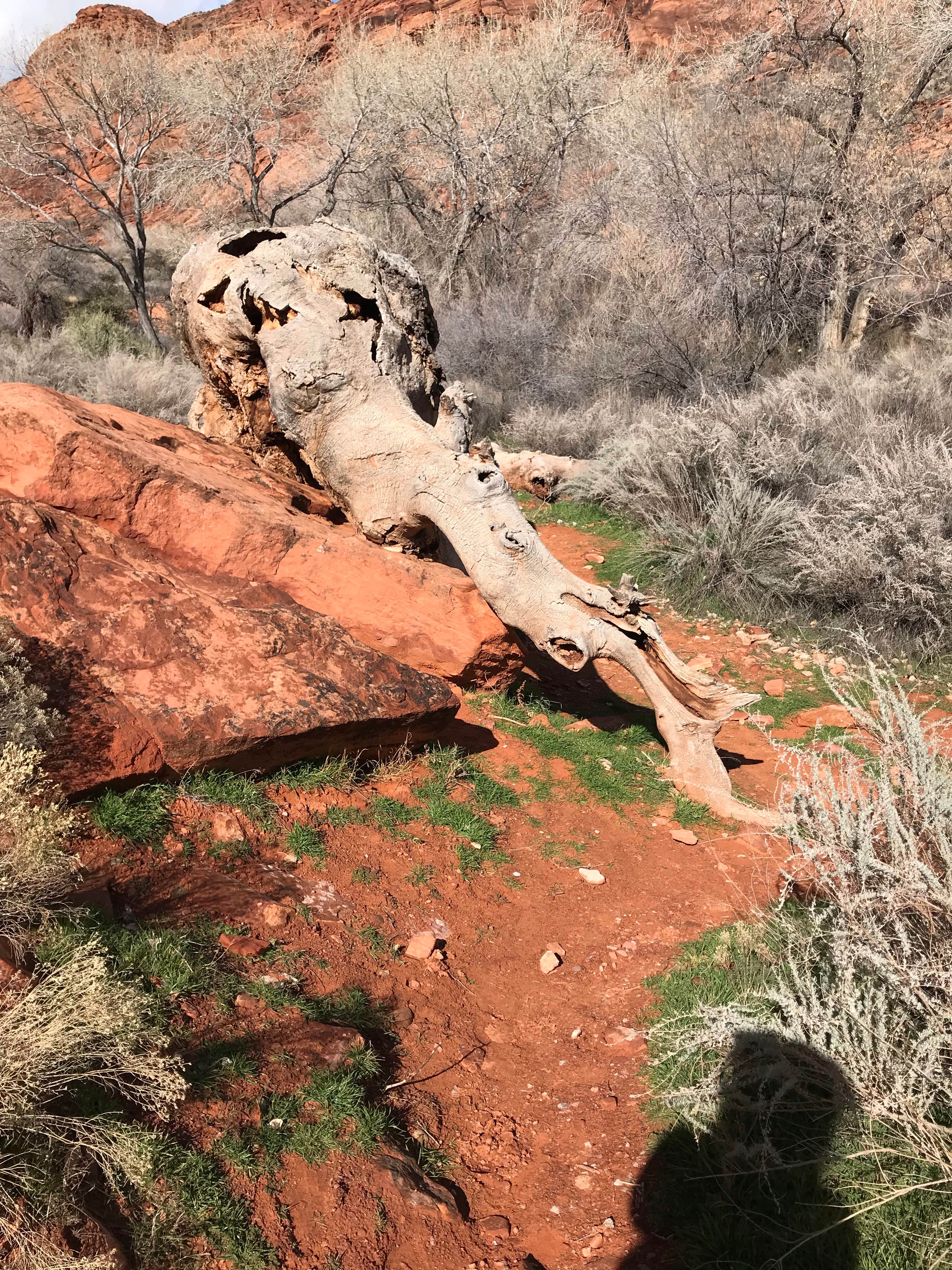 Camper submitted image from Red Cliffs Campground - 1