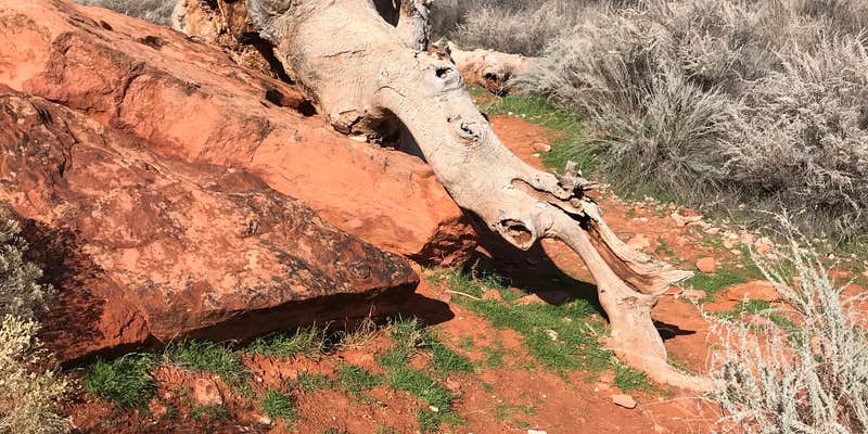 Camper submitted image from Red Cliffs Campground