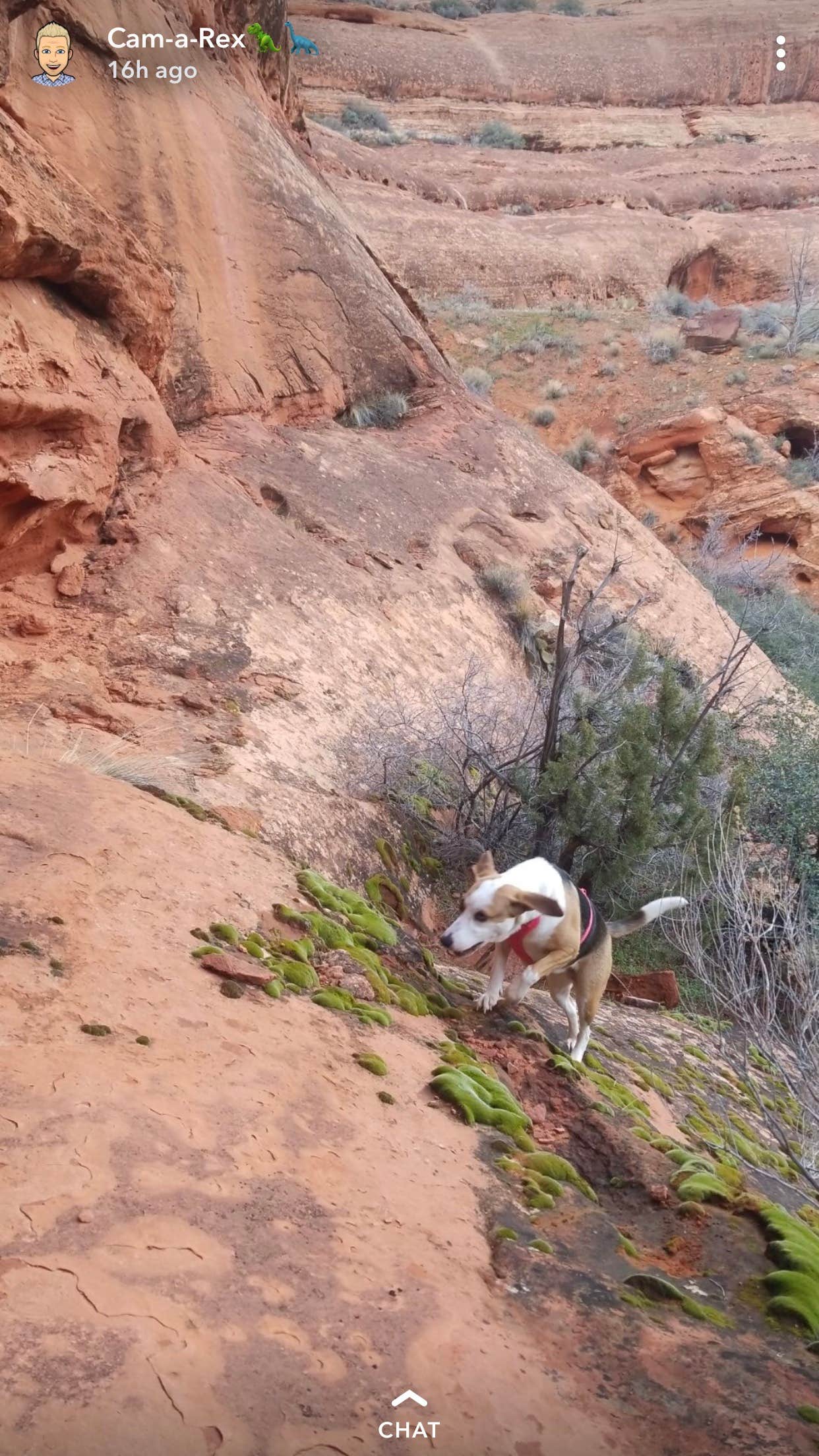 Cameron M.'s photo of camping with pets at Red Cliffs Campground near Dammeron Valley, UT