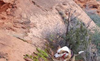 Cameron M.'s photo of camping with pets at Red Cliffs Campground near Enterprise, UT