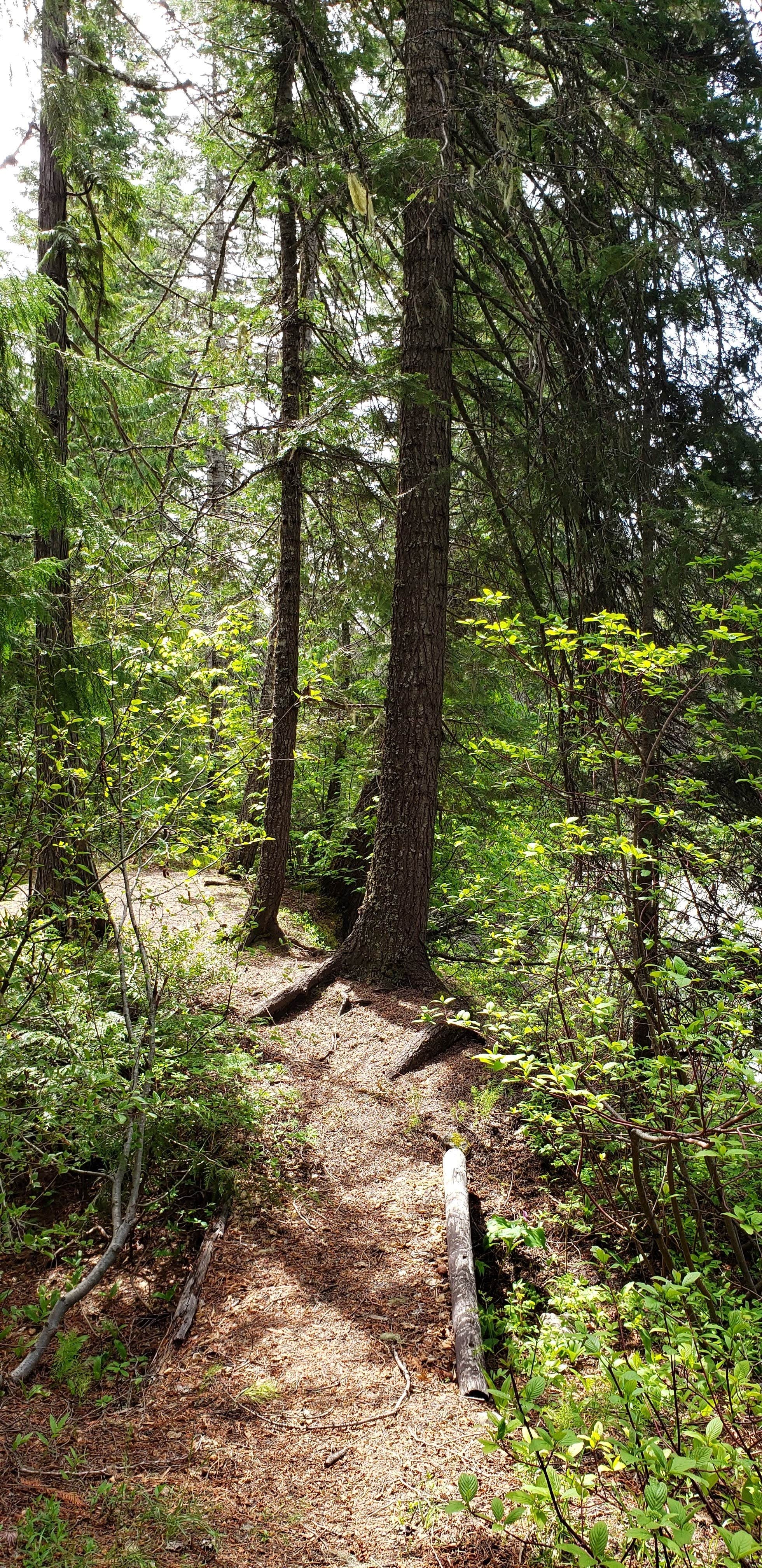 Camper submitted image from Johnny Creek Campground - 3