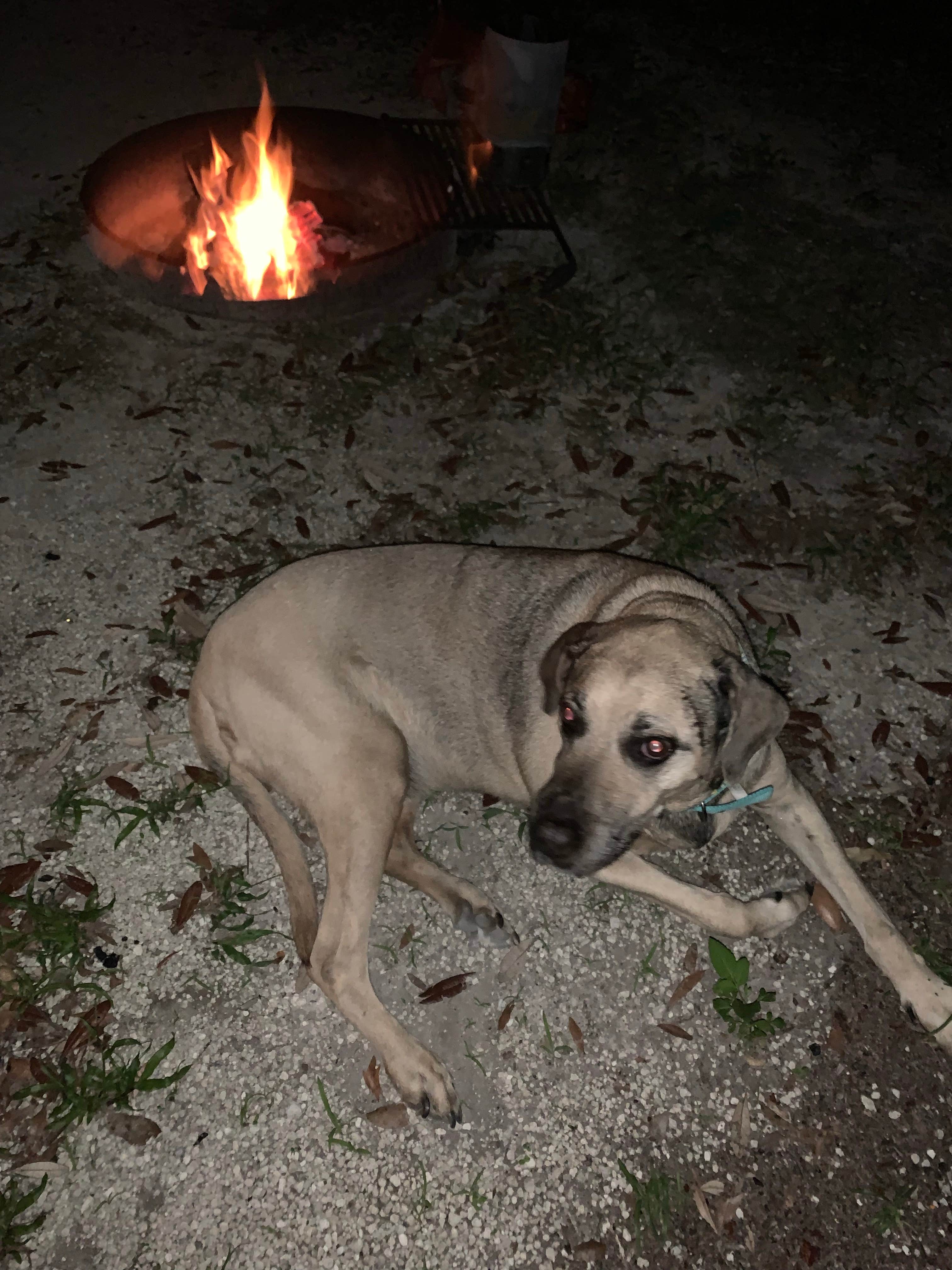 Jackie B.'s photo of camping with pets at Rainbow Springs State Park Campground near Williston, FL