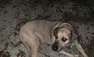 Jackie B.'s photo of camping with pets at Rainbow Springs State Park Campground near Holder, FL