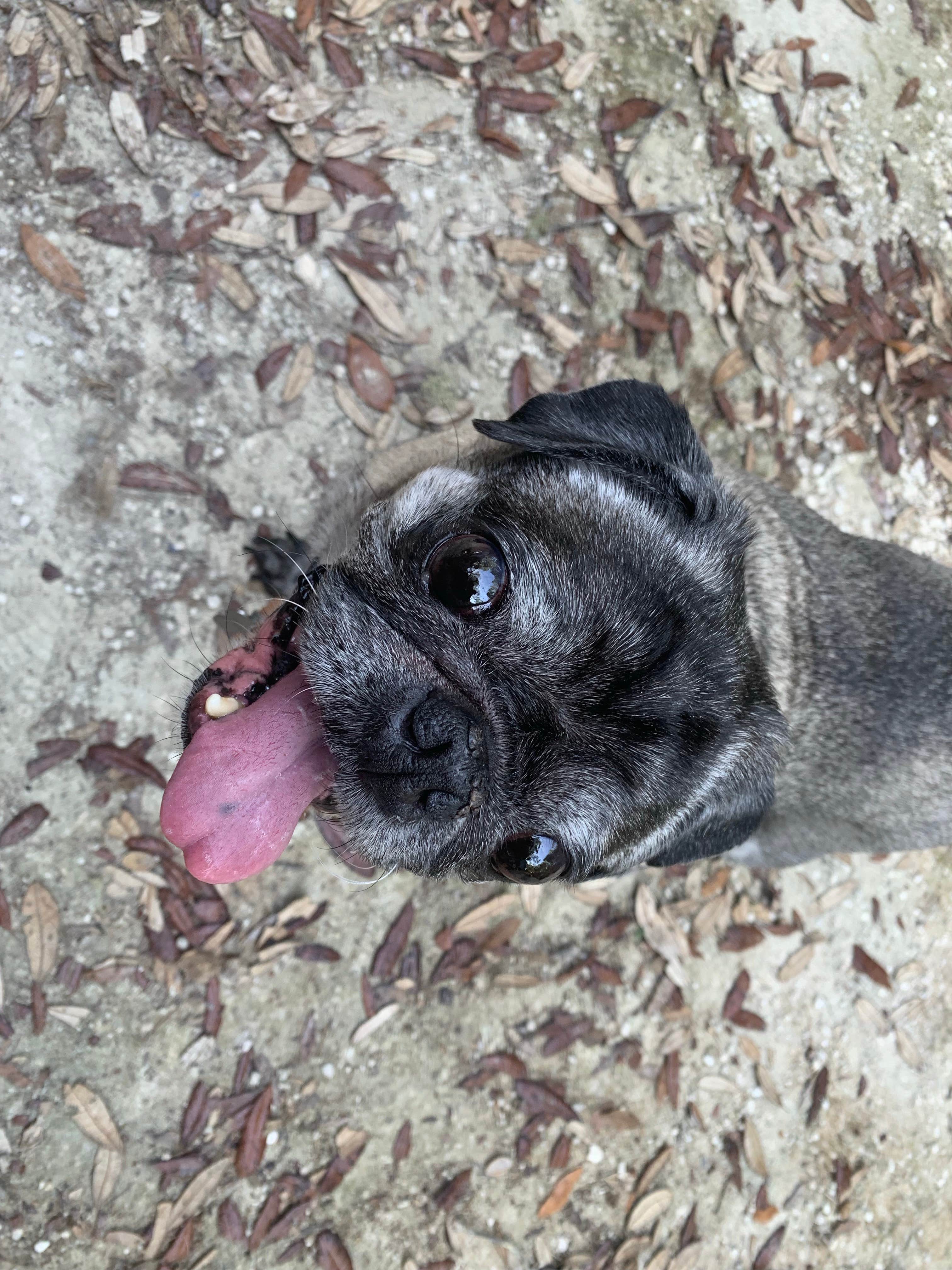 Jackie B.'s photo of camping with pets at Rainbow Springs State Park Campground near Inverness, FL