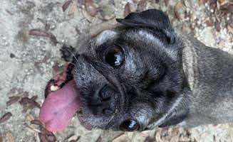 Jackie B.'s photo of camping with pets at Rainbow Springs State Park Campground near Dunnellon, FL