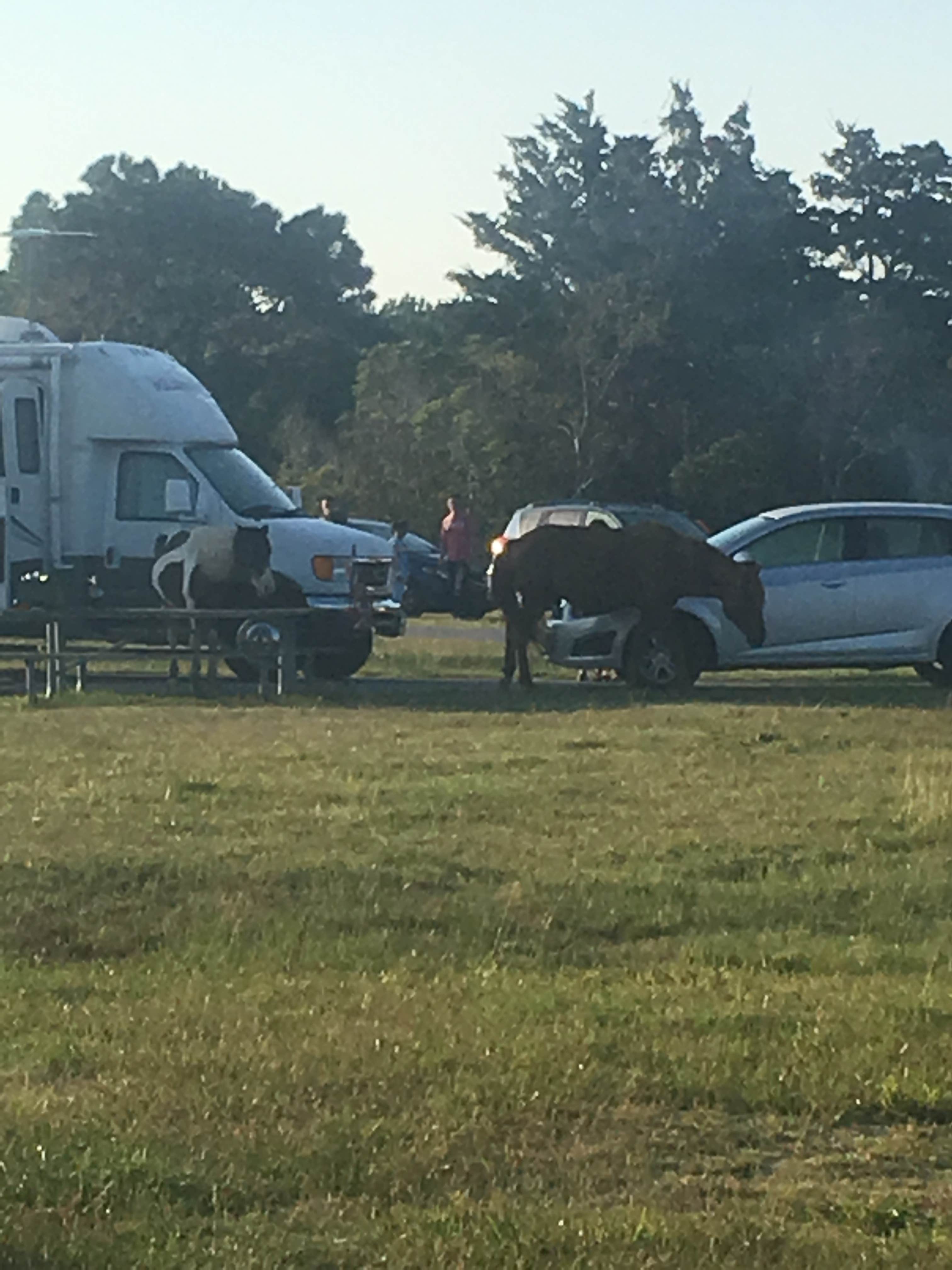 Katie S.'s photo of rv camping at Bayside Assateague Campground — Assateague Island National Seashore near Assateague Island National Seashore
