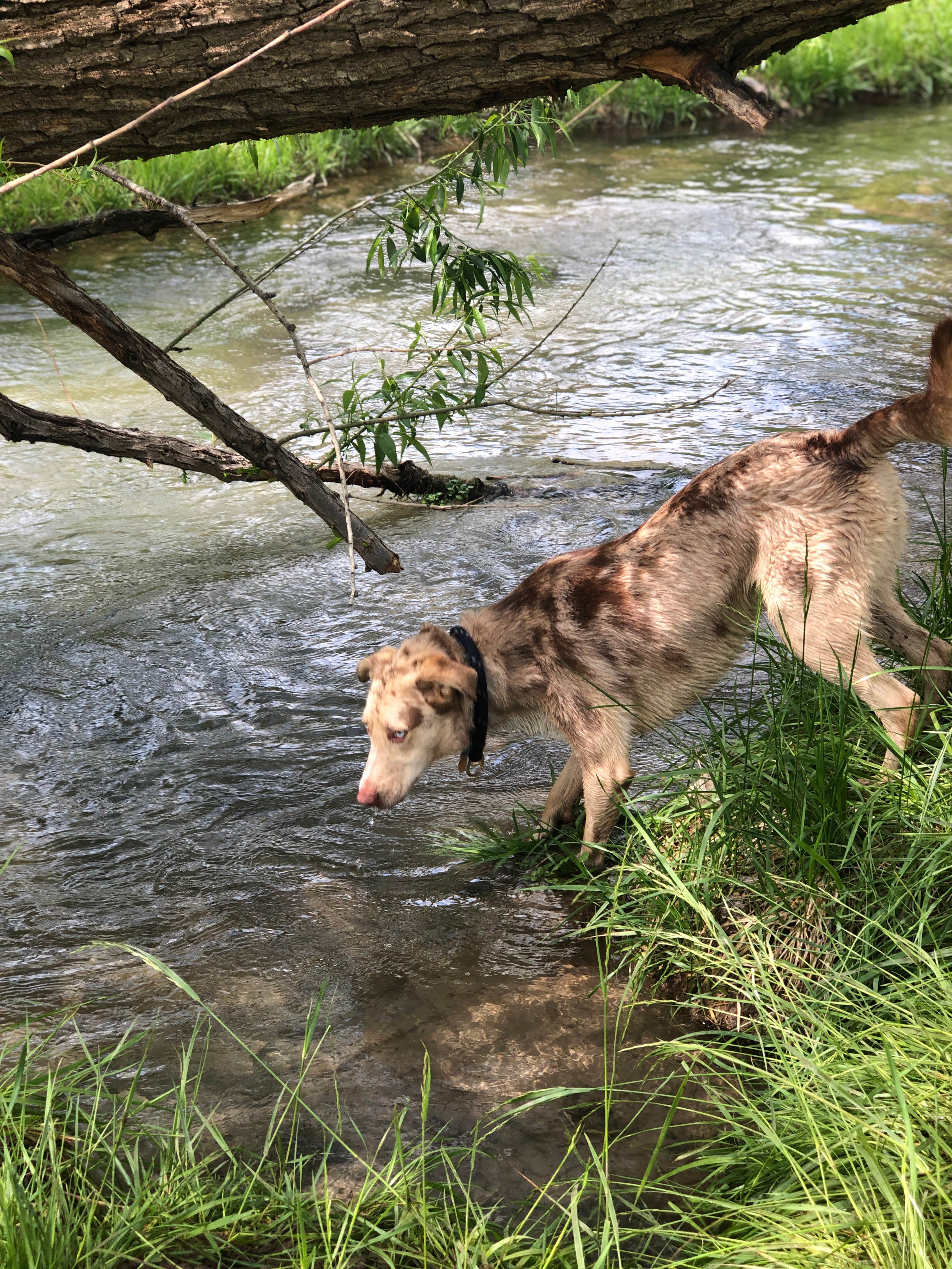Hayley K.'s photo of camping with pets at Allen Ranch Campground near Chadron, NE