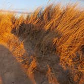 Review photo of Dunewood Campground — Indiana Dunes National Park by Kenpocentaur K., May 31, 2019