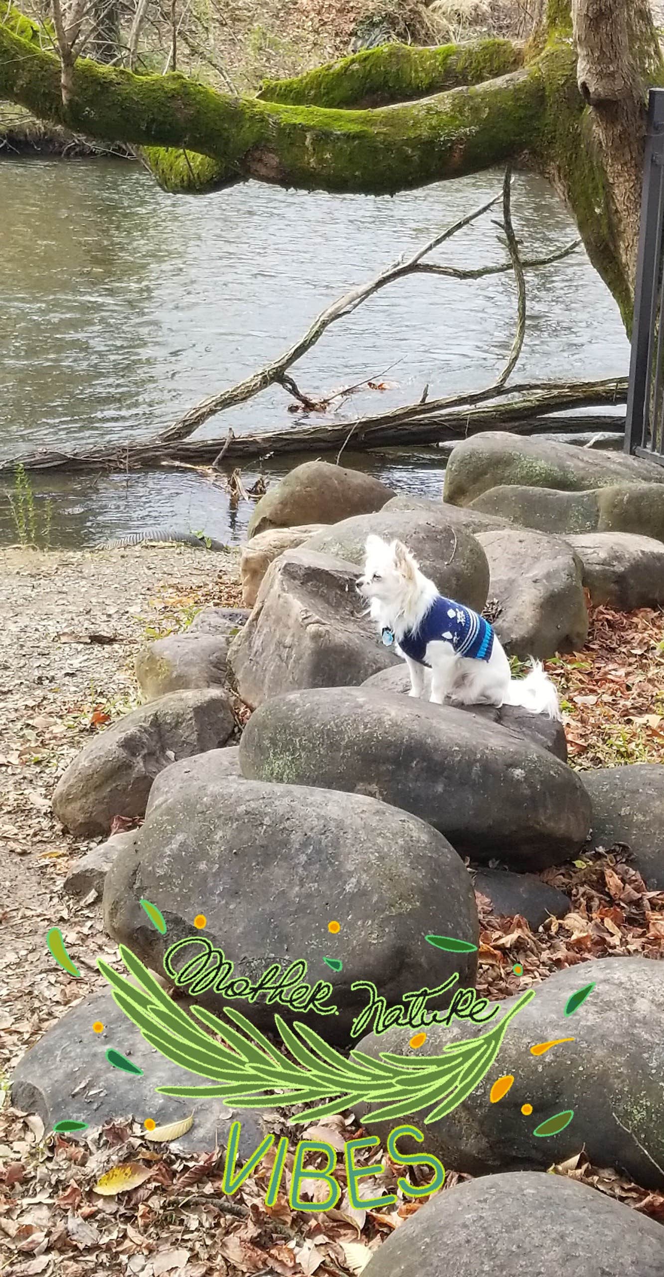 Camper-submitted photo at Shenandoah National Park Dispersed Sites — Shenandoah National Park near Rippon, WV