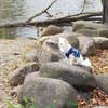 Camper-submitted photo from Shenandoah National Park Dispersed Sites — Shenandoah National Park