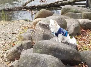 Shenandoah National Park Dispersed Sites — Shenandoah National Park