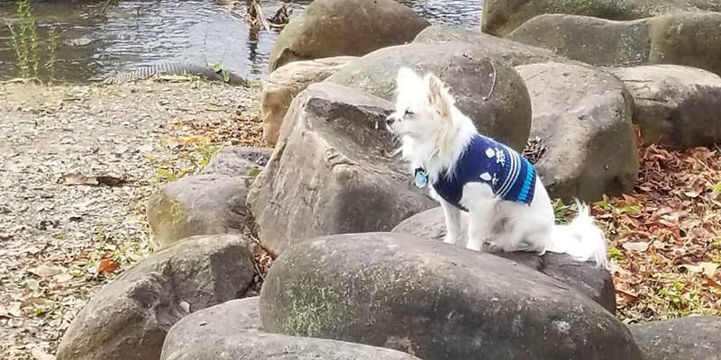Camper submitted image from Shenandoah National Park Dispersed Sites — Shenandoah National Park