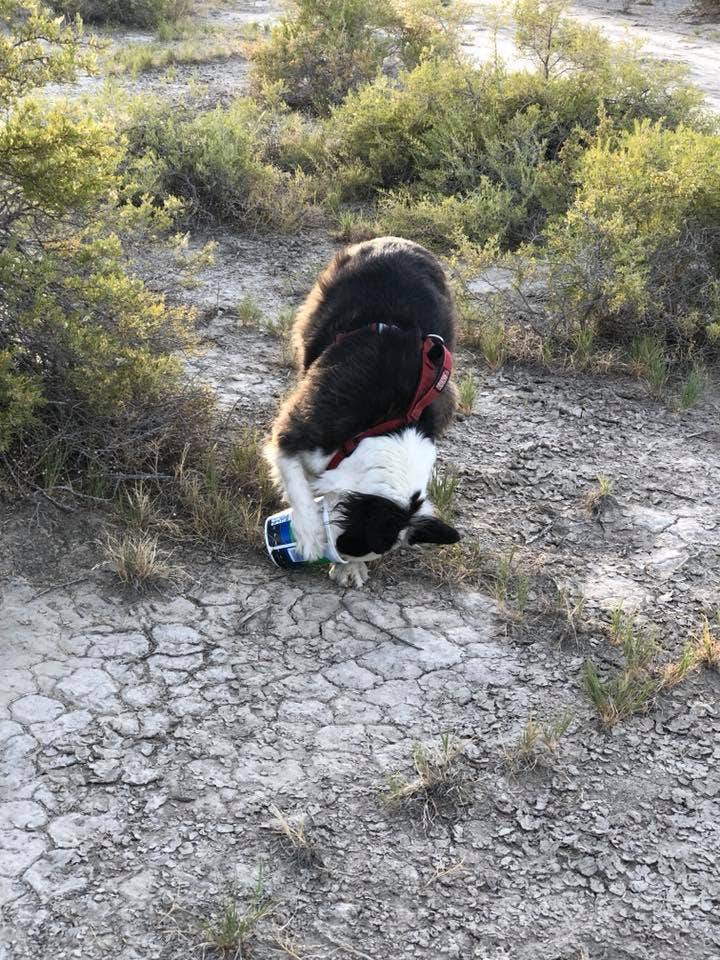 Hayley K.'s photo of camping with pets at Zapata Falls Campground near Antonito, CO